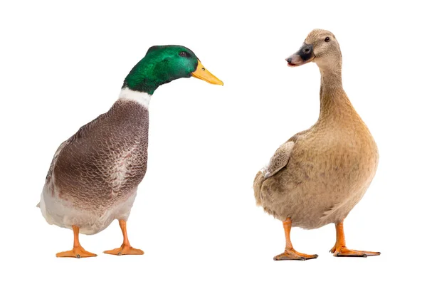 两只在白色背景上隔离的褐色鸭 — 图库照片