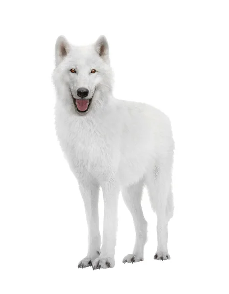 Lobo Polar Aislado Sobre Fondo Blanco — Foto de Stock