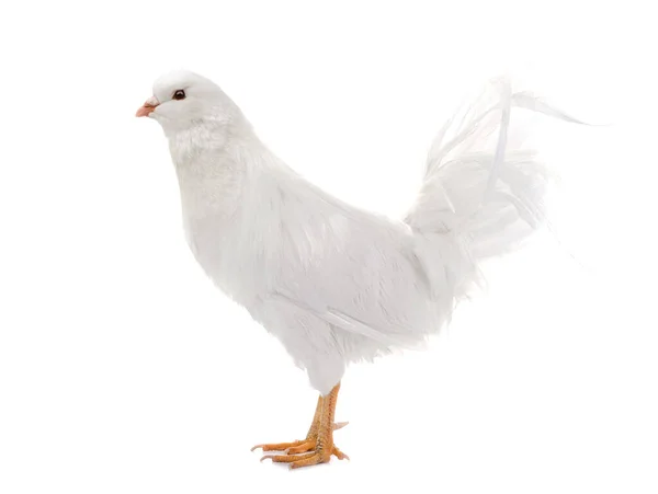 Chimera Rooster Pigeon Head White Background — Stock Photo, Image
