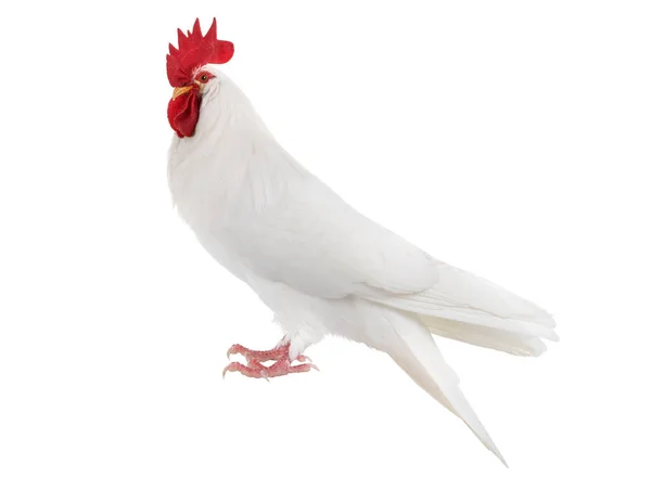 Chimera with a pigeon and the head of a rooster, on a white background