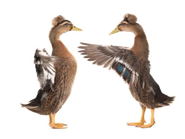 Zwei Stehende Schöne Braune Ente Mit Ausgebreiteten Flügeln Isoliert Auf — Stockfoto
