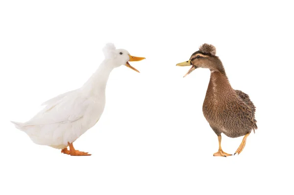 Två Quacking Vit Anka Isolerad Vit Bakgrund — Stockfoto