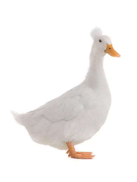 站在美丽的白鸭上 与白色的背景隔离 — 图库照片