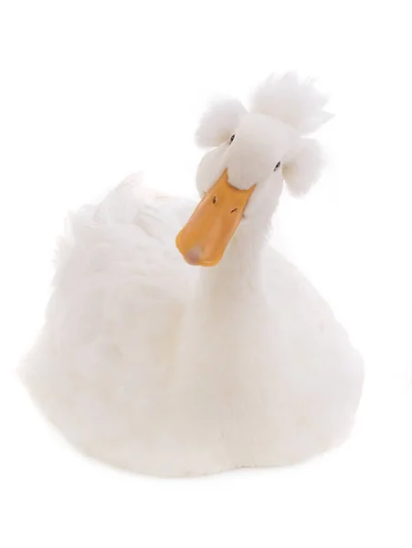 Sentado Bonito Pato Branco Isolado Fundo Branco — Fotografia de Stock