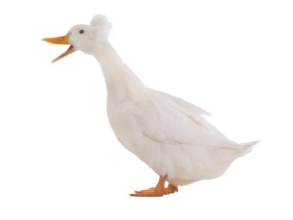 Quacking Pato Branco Isolado Fundo Branco — Fotografia de Stock