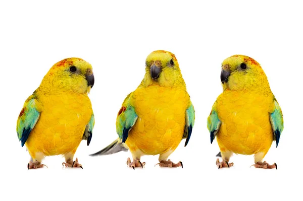 Tři Papoušky Hematonotus Psephotus Izolované Bílém Pozadí — Stock fotografie