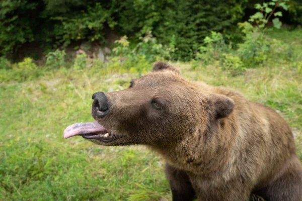 Портрет Бурого Медведя Языком Диком Лесу — стоковое фото