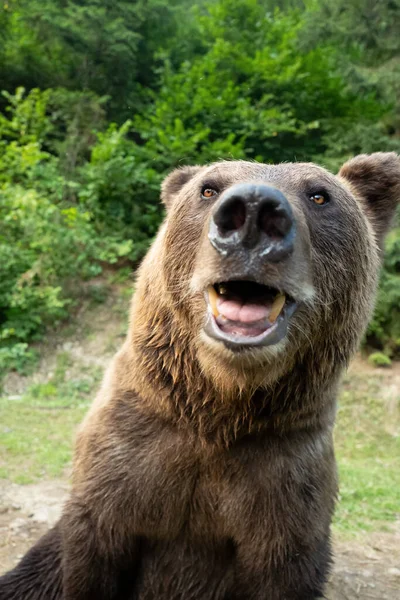 Πορτρέτο Καφέ Αρκούδα Στο Φόντο Των Δασών Στην Άγρια Φύση — Φωτογραφία Αρχείου