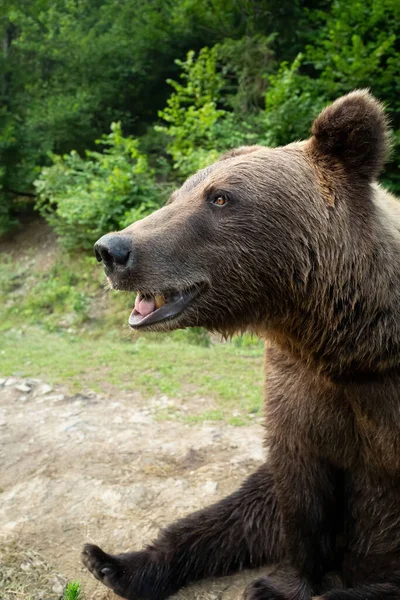 Portrait Brown Bear Background Forests Wild Summer — Stock Photo, Image