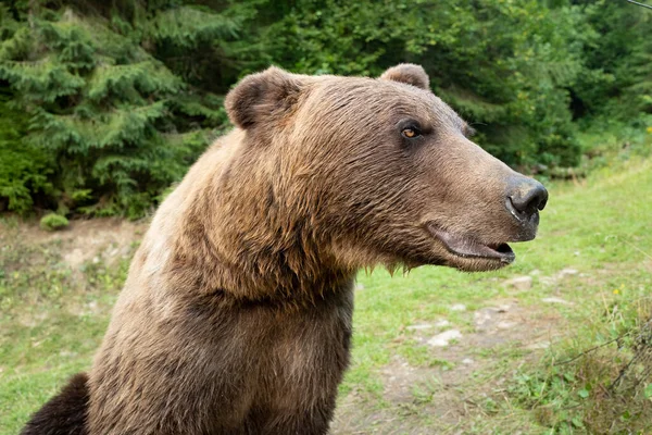 Портрет Бурый Медведь Фоне Лесов Дикой Природе Летом — стоковое фото