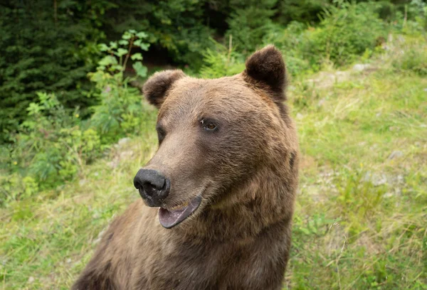 Portrait Brown Bear Wild Forest Fly Sitting Its Forehead — Stock Photo, Image