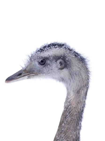 Retrato Uma Avestruz Coberta Geada Inverno Isolado Fundo Branco — Fotografia de Stock