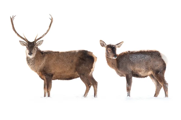 Ciervo Hembra Macho Aísla Sobre Fondo Blanco Pie Sobre Nieve —  Fotos de Stock