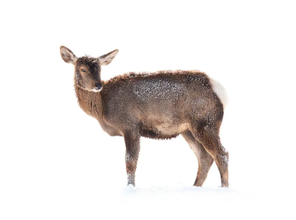 Honrådjur Isoleras Vit Bakgrund Stående Vit Snö — Stockfoto