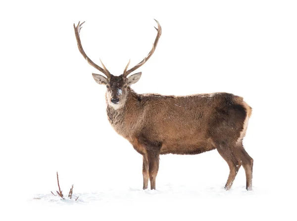 鹿は白い雪の上に立つ白い背景に隔離されています — ストック写真