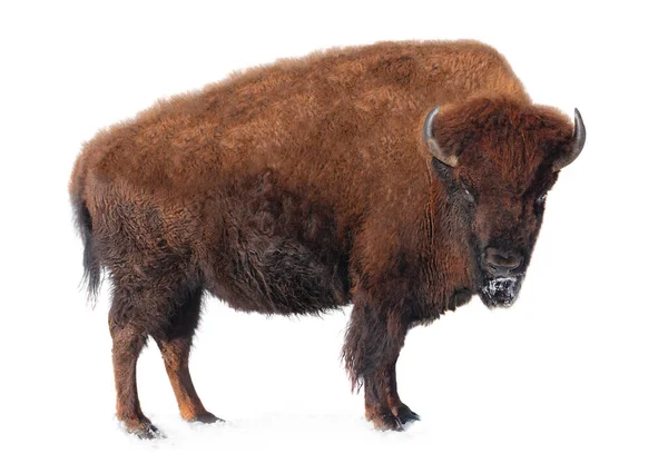 Bison Stands Snow Isolated White Background — Stock Photo, Image