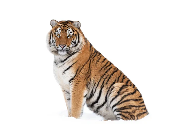 Tigre Tirado Nieve Invierno — Foto de Stock