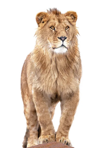 Lion Stands Isolated White Background — Stock Photo, Image