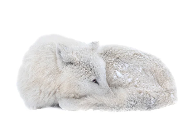 Polar Wolf Lies Snowy Weather White Background — Stock Photo, Image