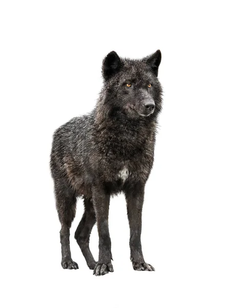 Canadese Wolf Staat Besneeuwd Weer Geïsoleerd Witte Achtergrond — Stockfoto
