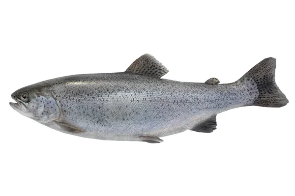 River Trout Isolated White Background — Stock Photo, Image