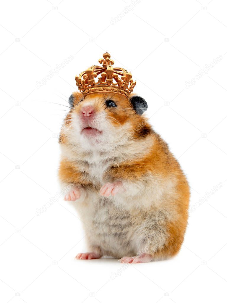 Timid hamster standing royal crown isolated on a white background.