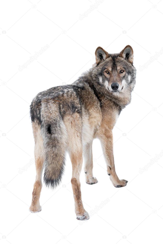 wolf standing in the snow isolated on a white background
