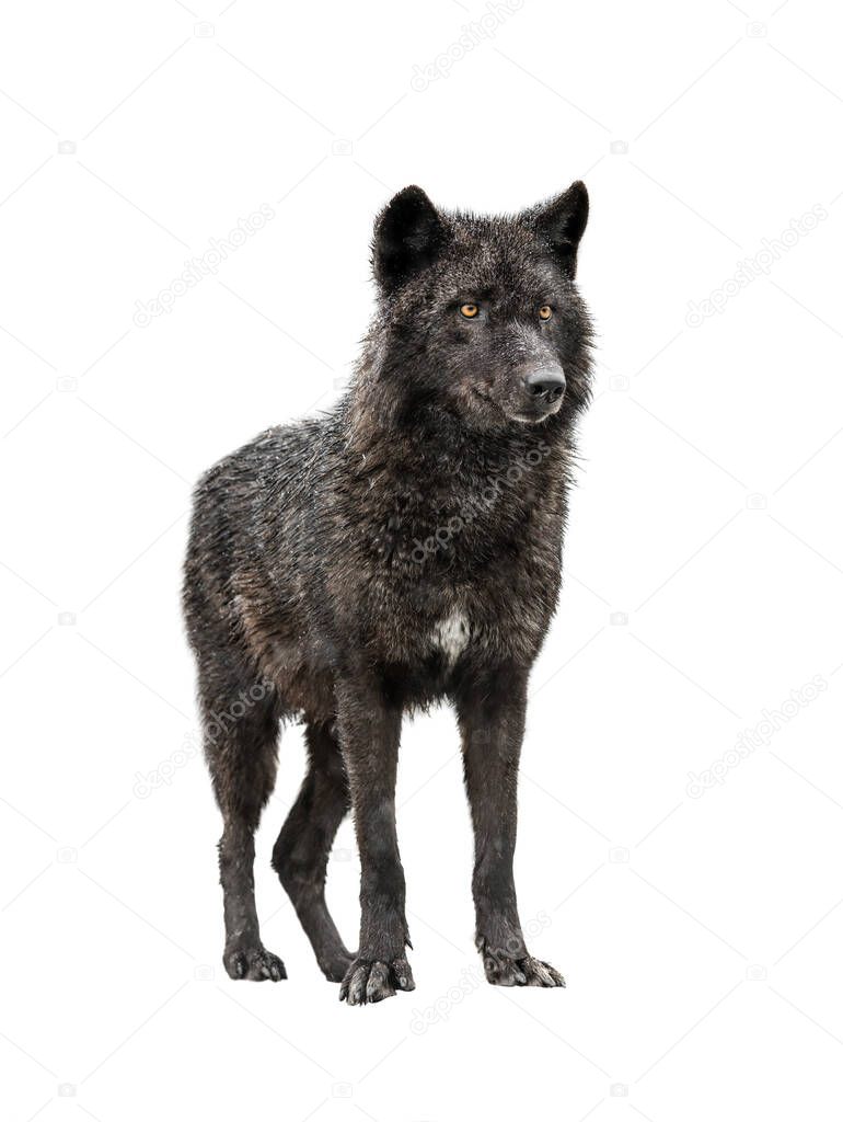 Canadian wolf stands in snowy weather isolated on white background