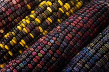 Çok renkli mısır tohumu. Amerikalı bir çiftçi tarafından yaratılmış eşsiz bir ekin. Çok renkli mısırın bir özelliği bir topraktaki en inanılmaz renklerin kombinasyonudur..