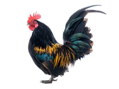 Cüce Cockerel beyaz arka planda izole edilmiştir..