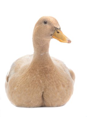 Ördek izole edilmiş beyaz bir arkaplanda oturur.