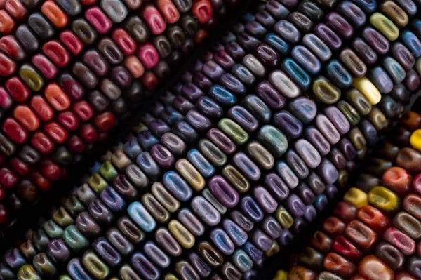 Многоцветные Семена Кукурузы Уникальный Сорт Созданный Американским Фермером Особенностью Разноцветной — стоковое фото