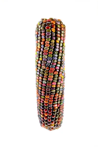 Többszínű Kukorica Fej Kukorica Mag Fehér Alapon — Stock Fotó