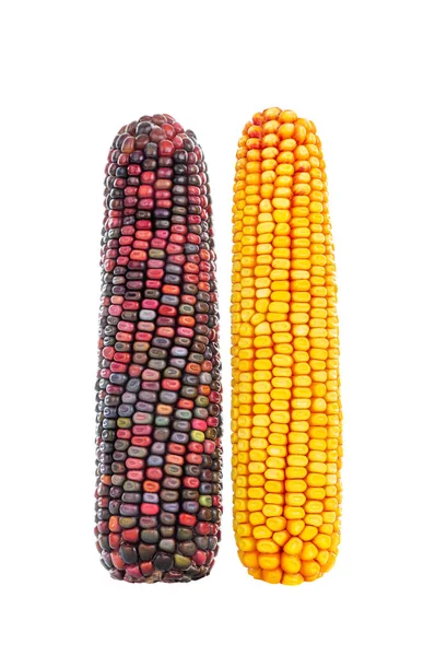 Разноцветные Желтые Семена Кукурузы Белом Фоне — стоковое фото