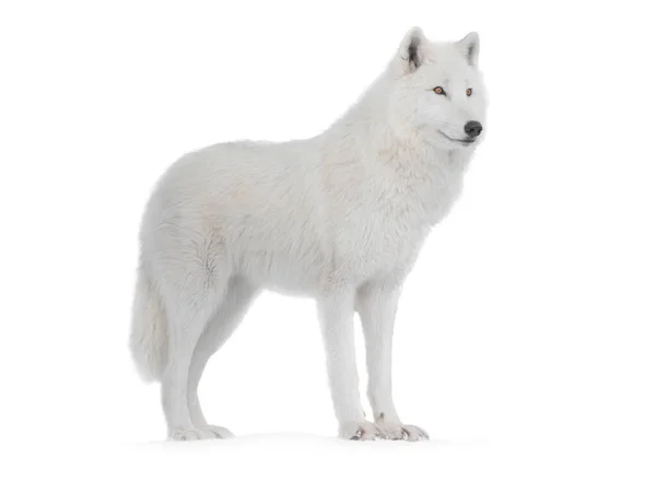 Lobo Polar Aislado Sobre Fondo Blanco —  Fotos de Stock