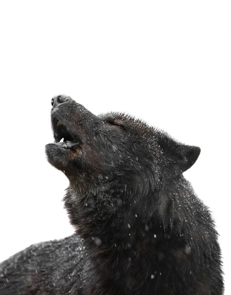 Retrato Lobo Aullador Invierno Aislado Sobre Fondo Blanco —  Fotos de Stock