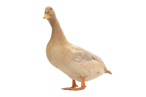 Brown Duck Isolated White Background — Stock Photo, Image