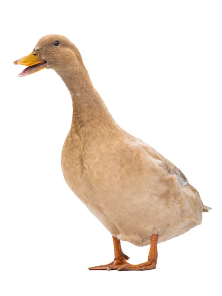 Quacking Πάπια Απομονώνονται Λευκό Φόντο — Φωτογραφία Αρχείου