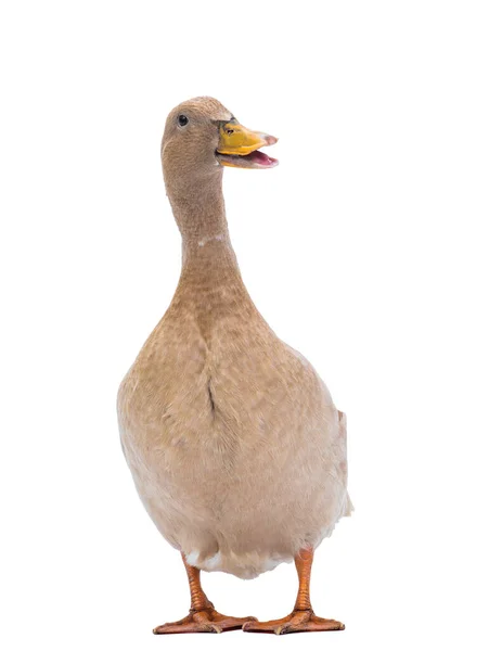 Quacking Eend Geïsoleerd Een Witte Achtergrond — Stockfoto