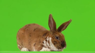 Güzel benekli tavşan yeşil ekranı çiğniyor..