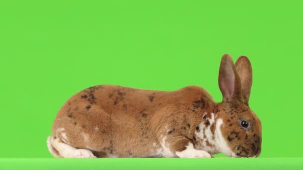 Hermoso Conejo Manchado Mastica Una Pantalla Verde — Vídeos de Stock