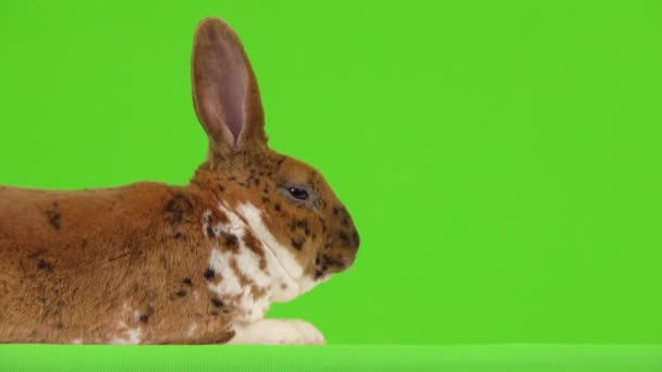 Hermoso Conejo Manchado Mastica Una Pantalla Verde — Vídeos de Stock