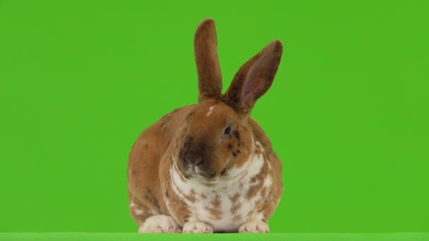 Kaninchen Sitzt Auf Einem Grünen Bildschirm — Stockvideo