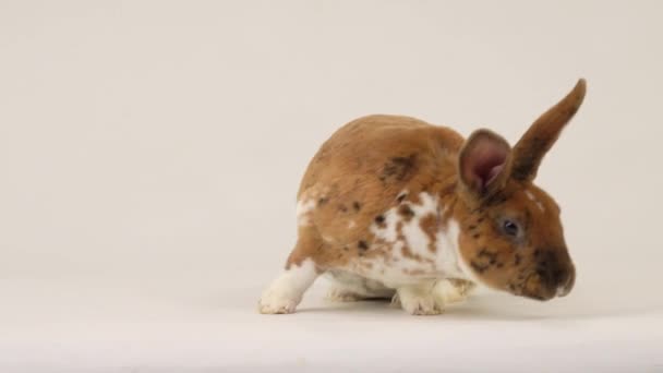 Das Kaninchen Bewegt Sich Auf Einer Weißen Leinwand — Stockvideo