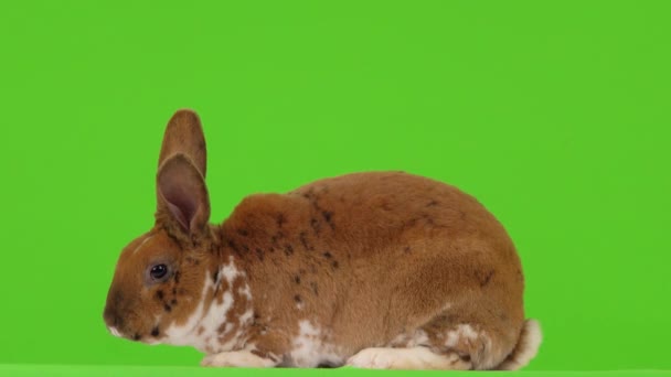Conejo Está Sentado Una Pantalla Verde — Vídeo de stock