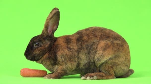 Кролик Ест Морковь Зеленом Экране — стоковое видео
