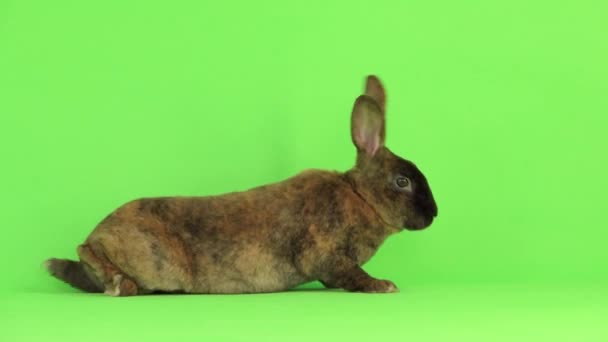 Das Kaninchen Wäscht Seine Pfoten Auf Einem Grünen Bildschirm — Stockvideo