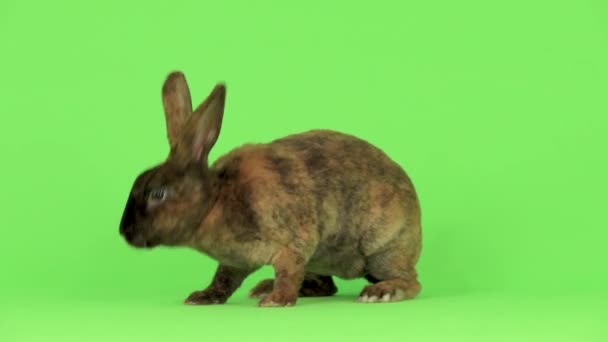 Rabbit Runs Out Frame Green Screen — Stock Video