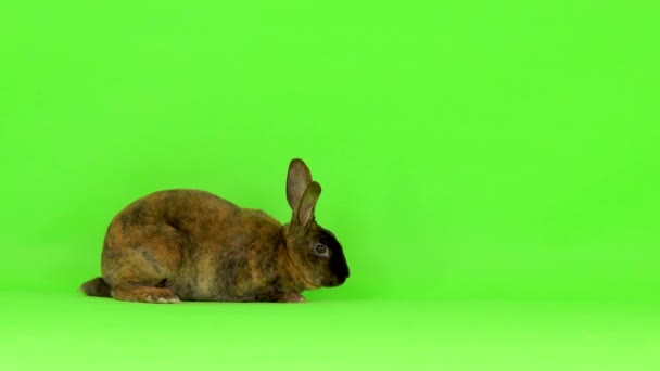 Rabbit Looks Wall Leaves Green Screen — Stock Video