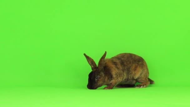 Kaninchen Springt Auf Eine Grüne Leinwand — Stockvideo